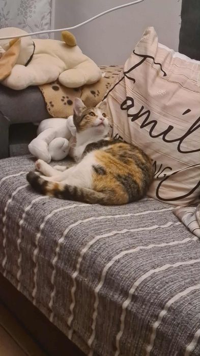 Sheba- gatinha jovem para adoção responsável