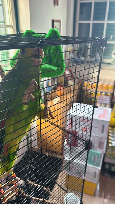 Vendo papagaio + gaiola