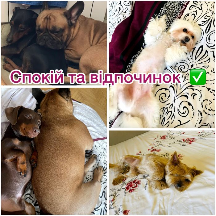 Готель для тварин, перетримка