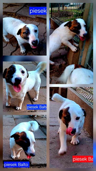 Piesek   Balto dorosłyJack Russell  kochany piesek RODZICE W HODOWLI