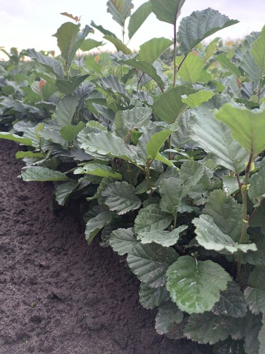 Olcha czarna - Alnus glutinosa