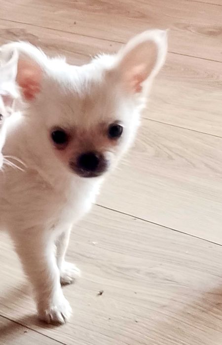 Chihuahua biały piesek długowłosy
