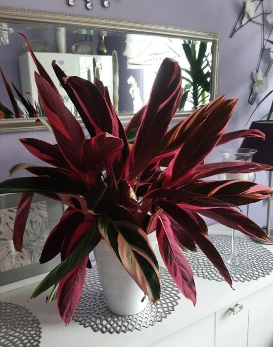 Sprzedam Calathea o wysokości 50cm