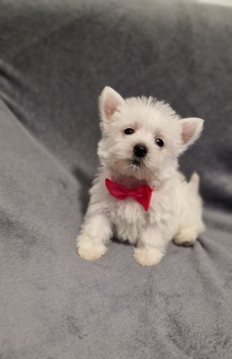 West Highland White Terrier Piesek