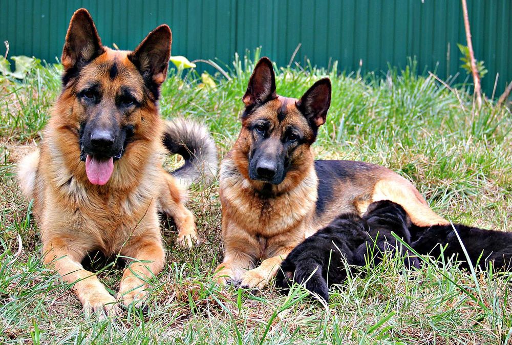 Німецька вівчарка, шикарні цуценята, від розпілдника КСУ