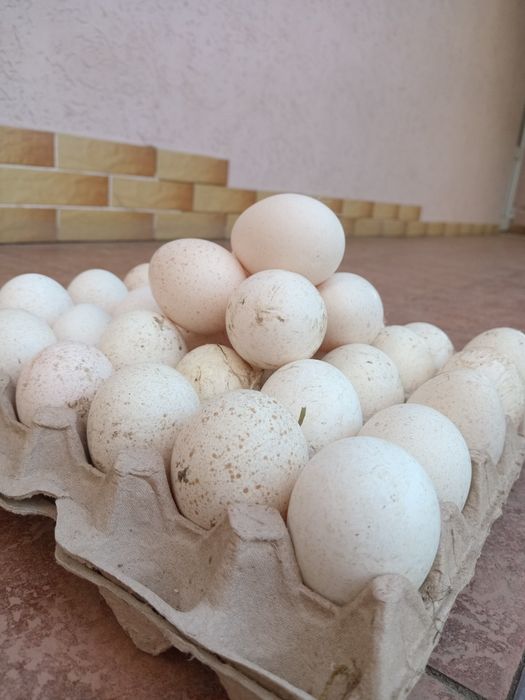 Яйця індичі червоний бурбон