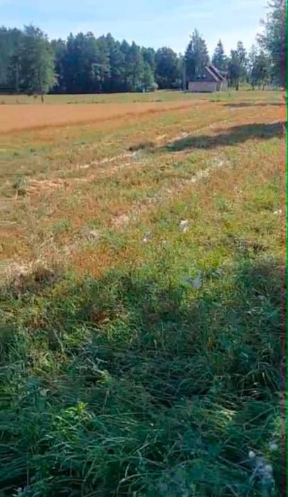 3,5 ha ziemi – asfaltowy dojazd – Miszkiniki Wielkie, Szudziałowo