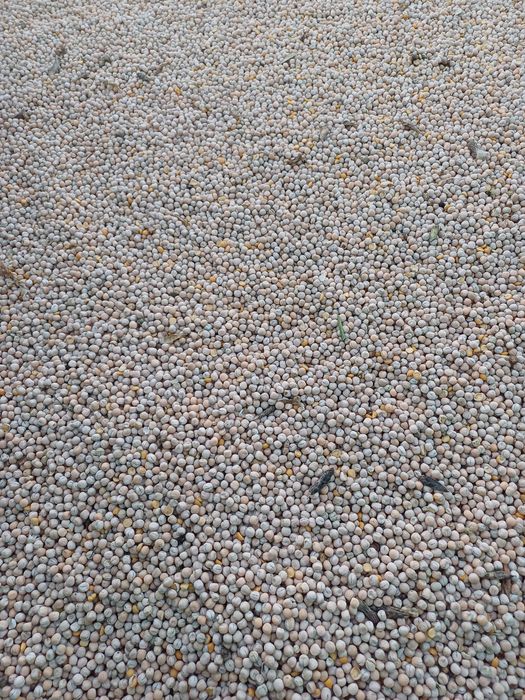 Groch astronaute na poplony