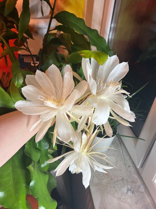 Epiphillum Oxipetalum kwiat duży