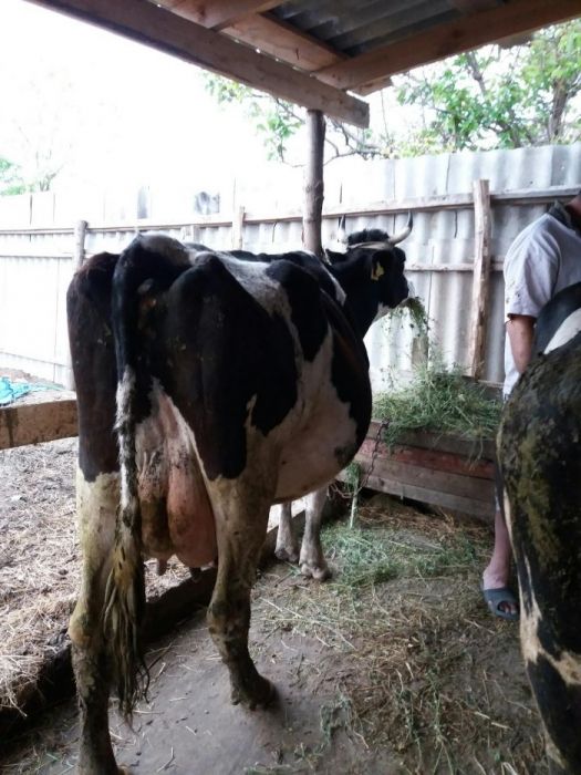 Продам коров на хозяйство