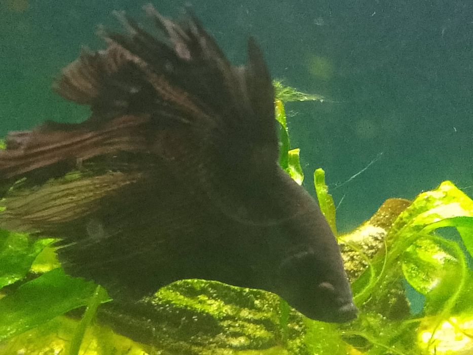 Ryba Bojownik samiec