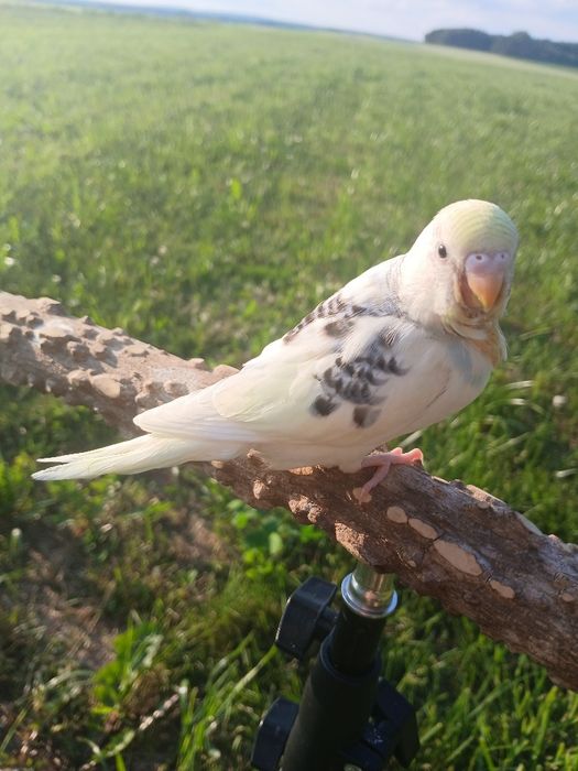Papużka falista do dalszego ręcznego karmienia, bardzo oswojona