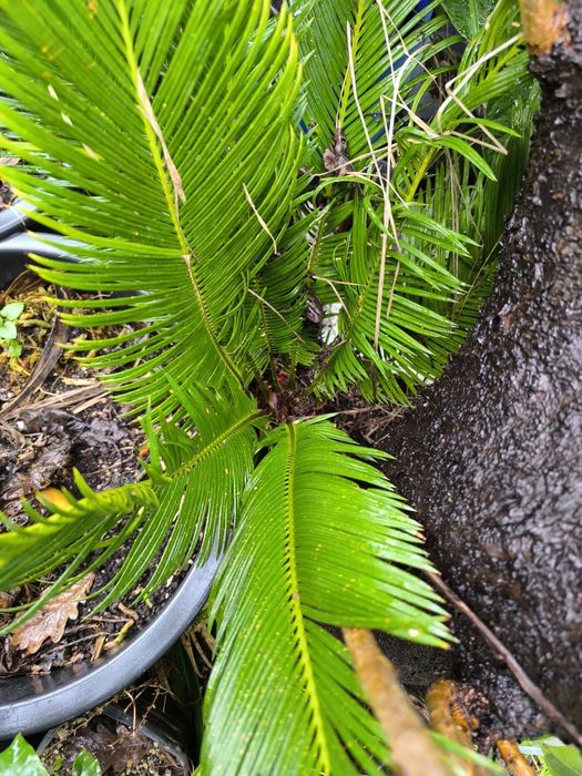 Cicas, árvores de jardim