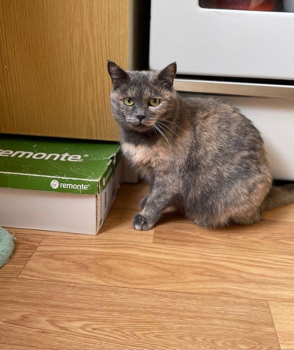 Котики отдам стерилизованная  кошка