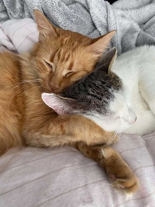 Białek – koci dżentelmen szuka swojego miejsca!