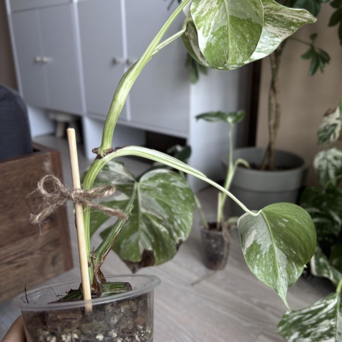 Монстера Albo Variegata