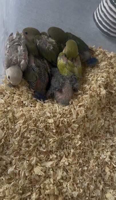 Bebes de roseicollis