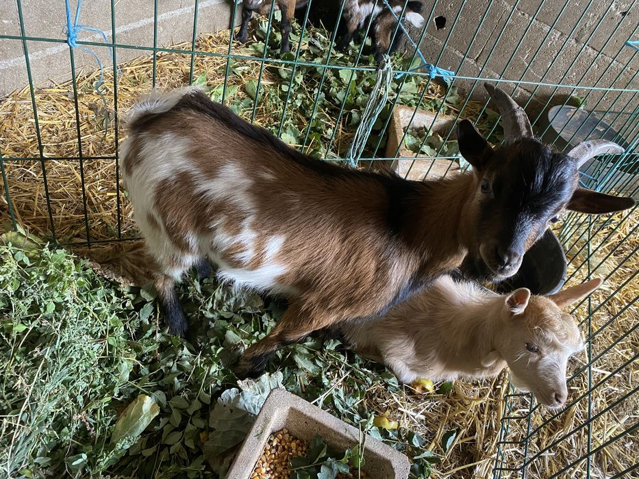 Vendo cabrito anao com 6 meses
