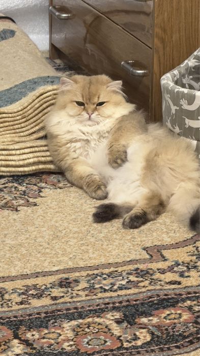 Ищу кошечку для кота