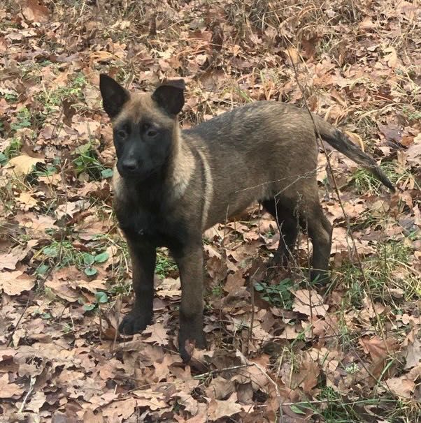 Бельгійська вівчарка ( Малінуа)