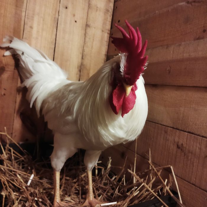 Jaja lęgowe kur niosek mix