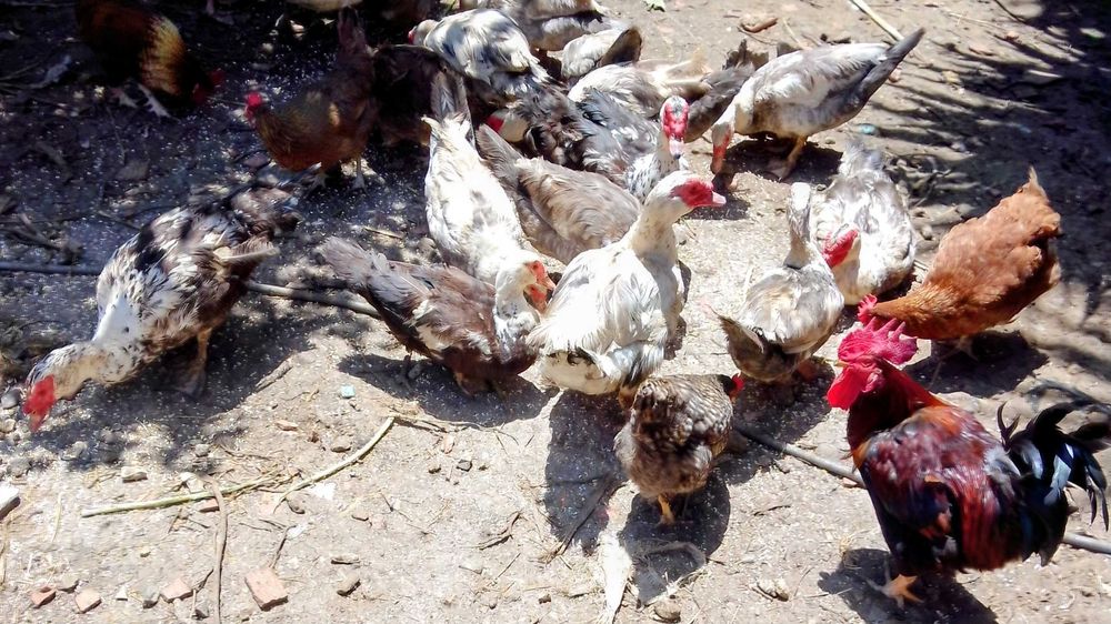 Vende-se Pato mudos da quinta