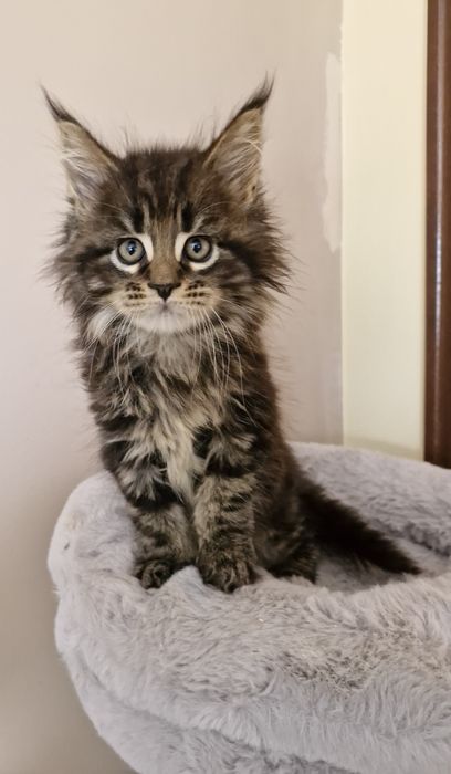 Gatinho Maine Coon com LOP