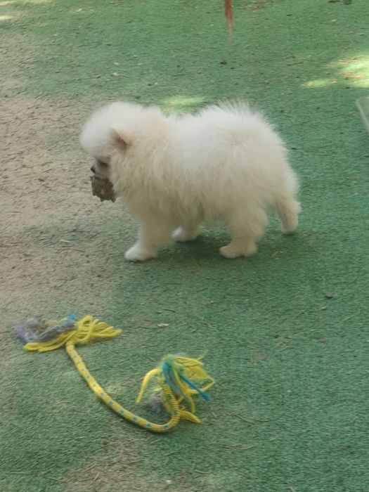 Szpic miniaturowy pomeranian/Malutki wesolek