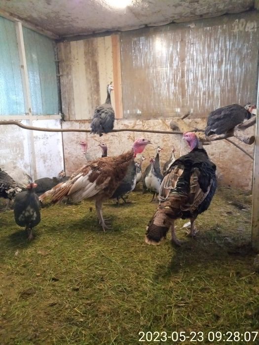 Породистые  индюки.Самцы и самки на племя.