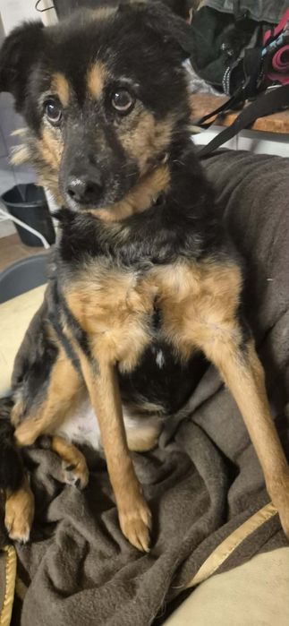Wspaniała suczka do adopcji