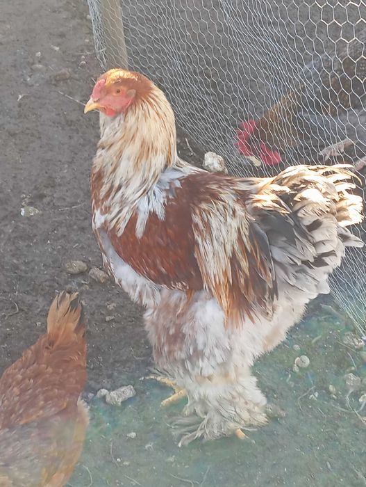 Galos Brahma para troca ou venda