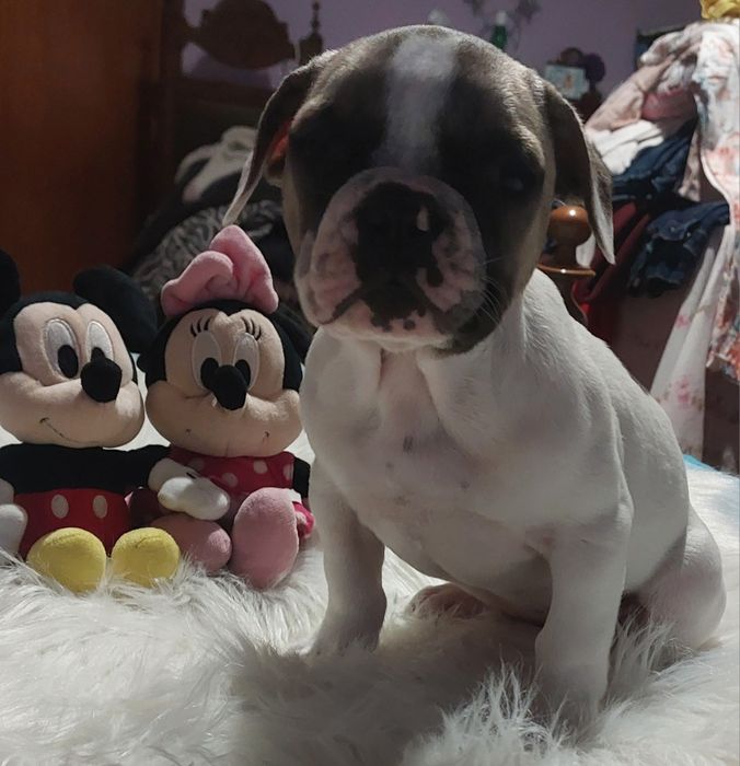 Bulldog francês menina