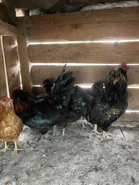 Півні молоді амераукана