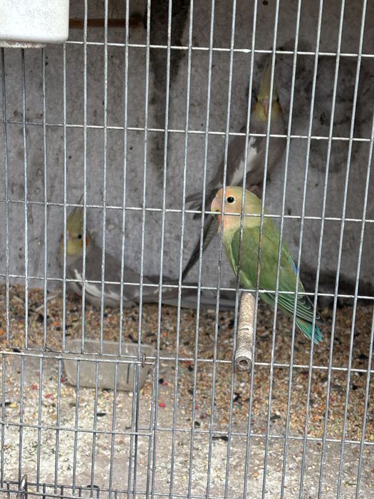 Vendo 2 caturra e agaponis