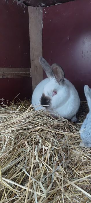 Króliki samce kalifornijskie