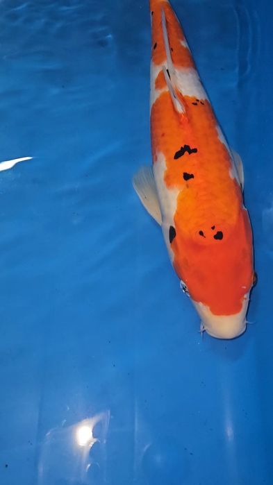 Carpa Koi - Sanke - 44cm