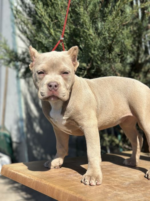 Американский Буллі стандарт