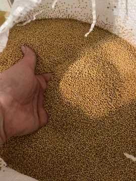 Продам насіння гірчиці