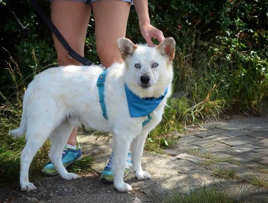 Kacper - niebieskooki prześliczny samotny ADOPCJA