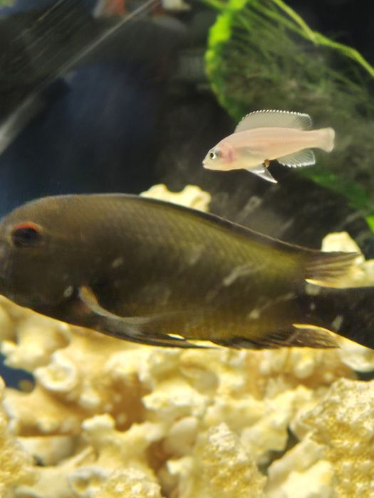 Продам дорослого трофеуса Мура "Бемба"