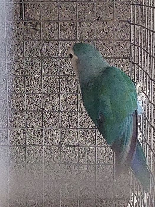 Agaporne macho  2024