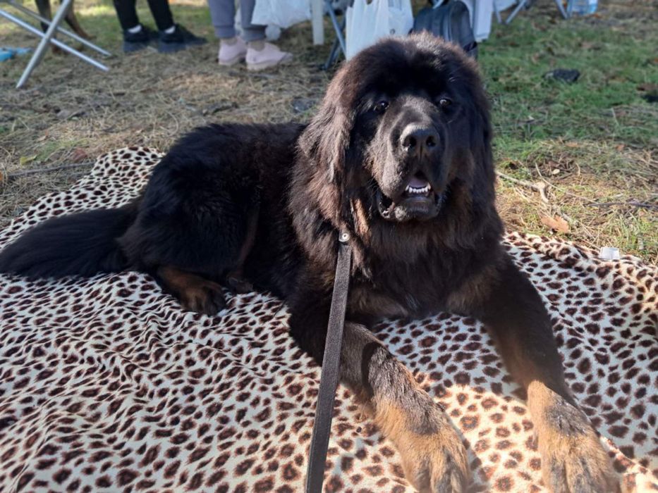 Тибетський мастиф