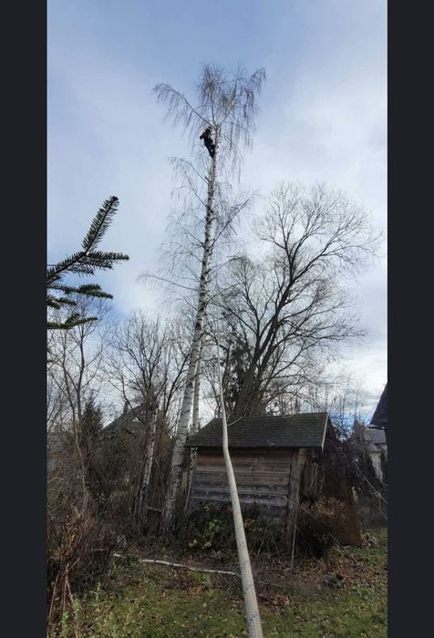 Wycinka Drzew Trudnych Sprzątnie Działek Cała Małopolska Szybki Termin