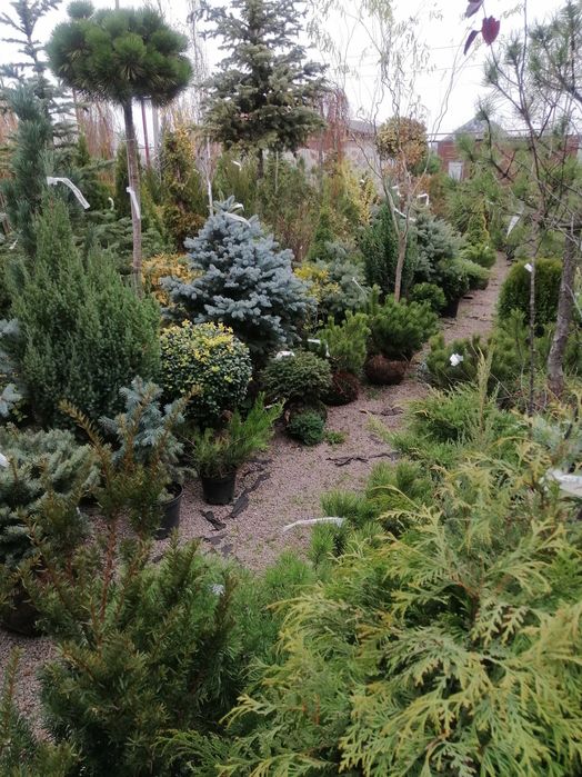 Смарагд Спартан Блю арроу