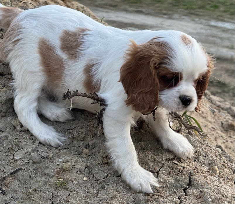 Cavalier King Charles spaniel suczka blenheim ruby z rodowodem