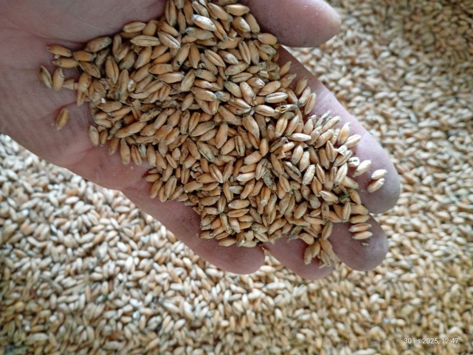 Pszenżyto ozime na sprzedaż