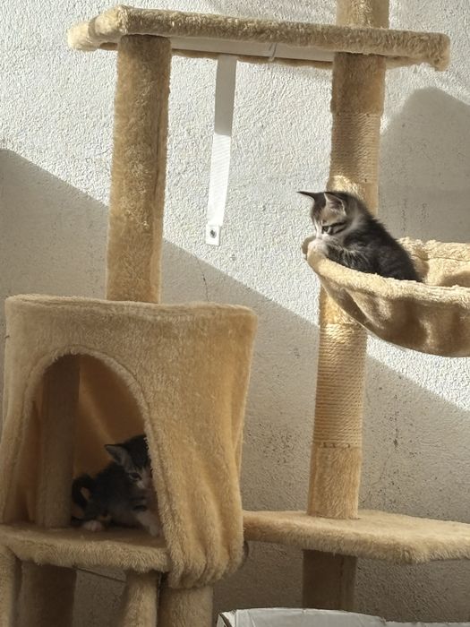 Gatos para adocao