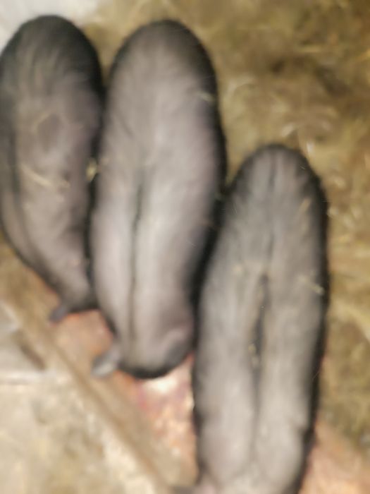 Продам 3 роз місячну свинку вєтнамська порода