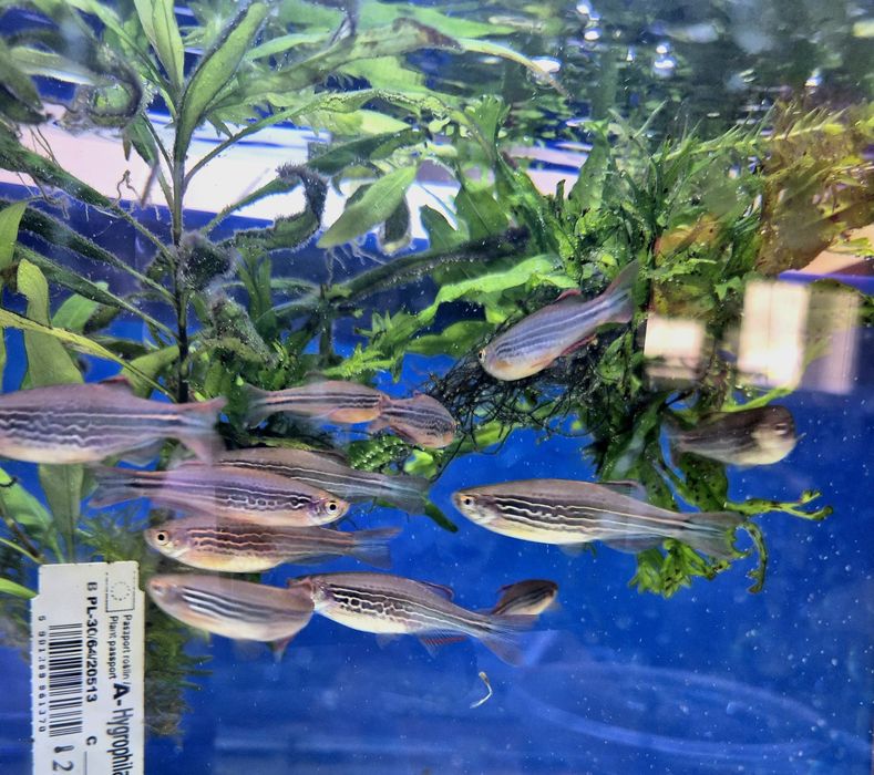 danio kyathit/Birmański