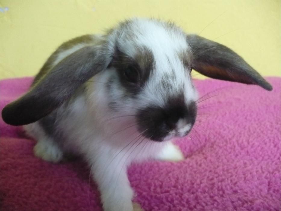 Królik miniaturowy Baranek